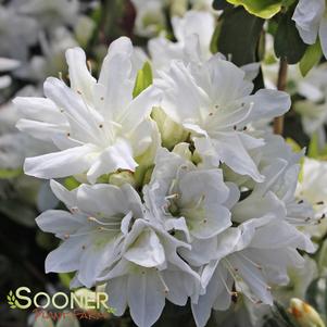 SNOW KURUME AZALEA